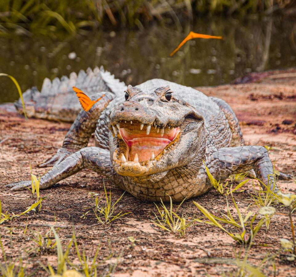 Pousada Sao Joao - Estrada Parque Pantanal Villa Passo do Lontra Kültér fotó