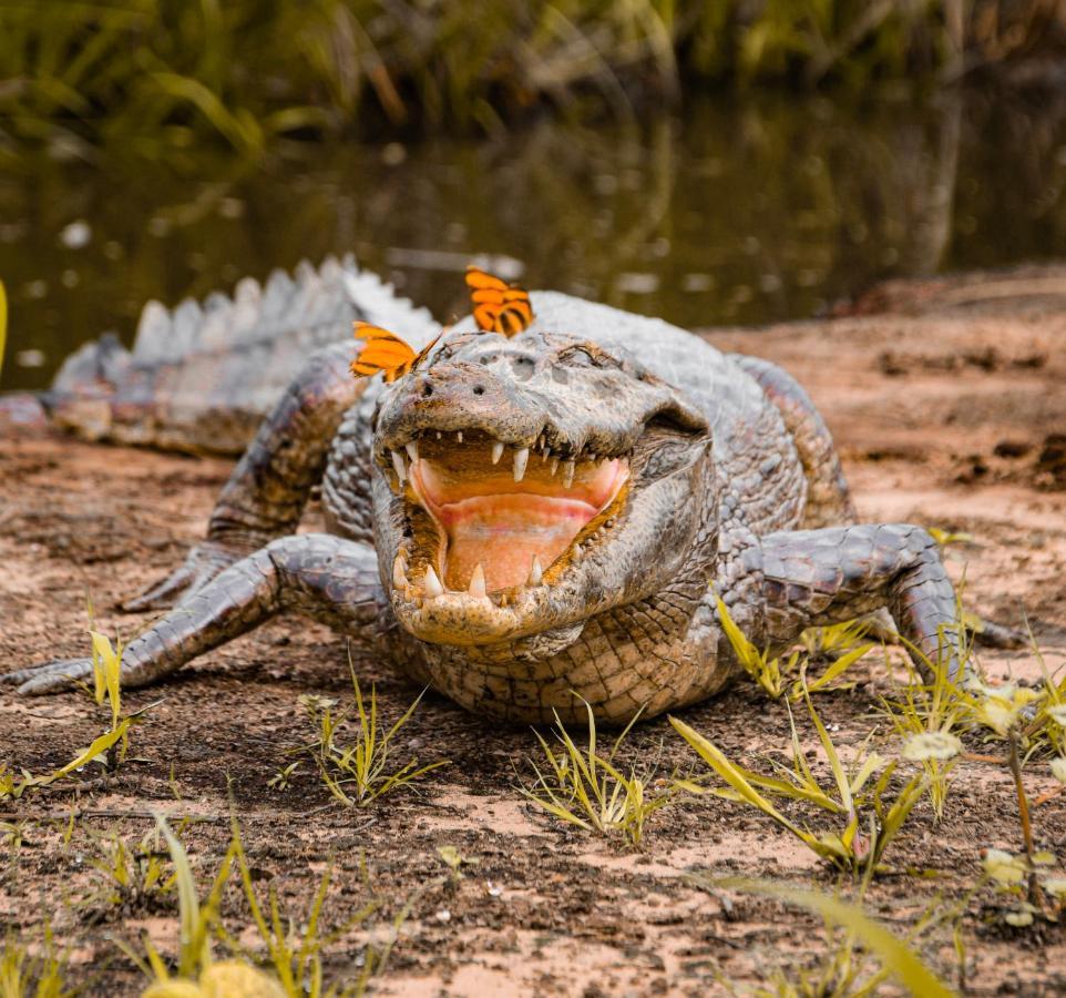 Pousada Sao Joao - Estrada Parque Pantanal Villa Passo do Lontra Kültér fotó