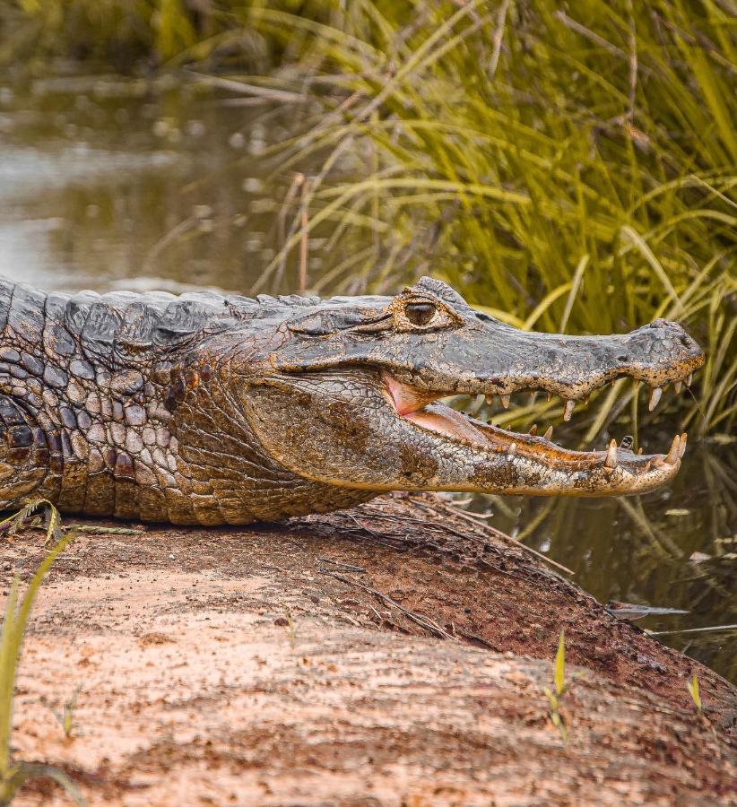 Pousada Sao Joao - Estrada Parque Pantanal Villa Passo do Lontra Kültér fotó