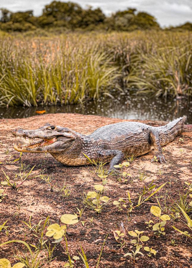 Pousada Sao Joao - Estrada Parque Pantanal Villa Passo do Lontra Kültér fotó